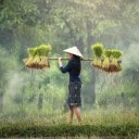 Carrying young seedlings  screen for extension Chrome web store in OffiDocs Chromium