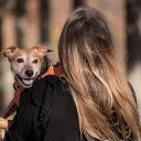 Carry the dog  screen for extension Chrome web store in OffiDocs Chromium