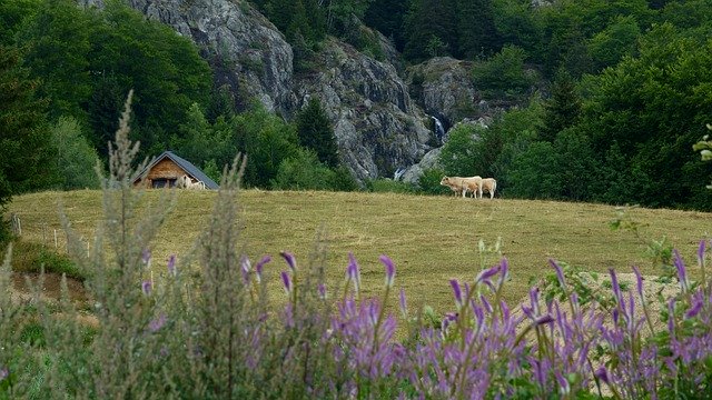 GIMP ücretsiz çevrimiçi resim düzenleyiciyle düzenlenecek ücretsiz indir çağlayan inekler çiçekler dağ ücretsiz resmi