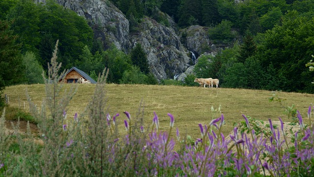Free download cascade cows flowers mountain free picture to be edited with GIMP free online image editor
