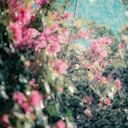 Cascading Bougainvillea Under Sprinklers  screen for extension Chrome web store in OffiDocs Chromium