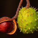 Cashew fruit  screen for extension Chrome web store in OffiDocs Chromium