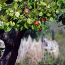 Cashew Tree  screen for extension Chrome web store in OffiDocs Chromium