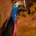 Cassowary  screen for extension Chrome web store in OffiDocs Chromium