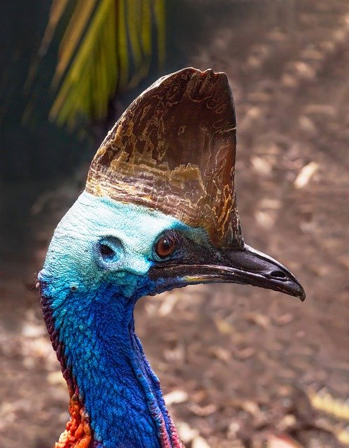 Kostenloser Download Cassowary Birds Wildlife - kostenloses Foto oder Bild zur Bearbeitung mit GIMP Online-Bildbearbeitung
