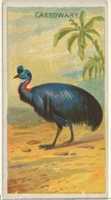 Free download Cassowary, from the Birds of the Tropics series (N5) for Allen & Ginter Cigarettes Brands free photo or picture to be edited with GIMP online image editor