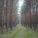 Casuarina forest  screen for extension Chrome web store in OffiDocs Chromium
