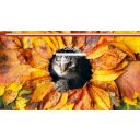 Cat  screen for extension Chrome web store in OffiDocs Chromium