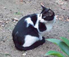 Free download Cat 1500 PX 300 DPI free photo or picture to be edited with GIMP online image editor