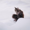 CAT 2 Theme  screen for extension Chrome web store in OffiDocs Chromium