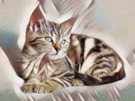 Free download Cat 3 free photo or picture to be edited with GIMP online image editor
