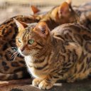 CAT 5 Theme  screen for extension Chrome web store in OffiDocs Chromium