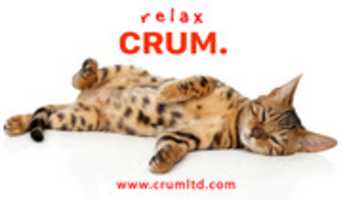 Free download Cat Ad peg free photo or picture to be edited with GIMP online image editor