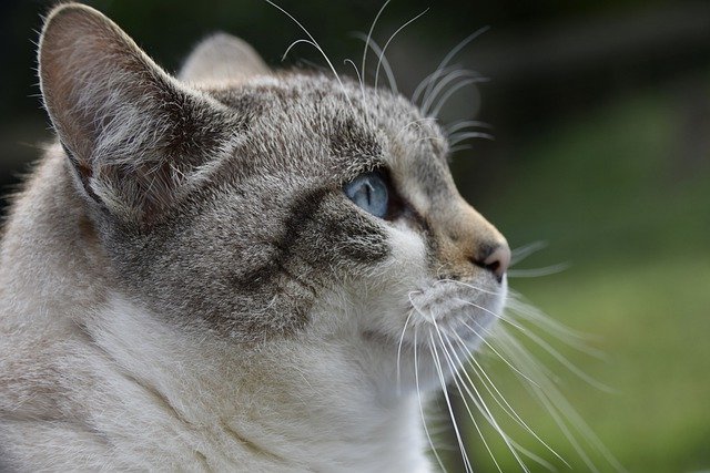 Kostenloser Download Katze Alley Katze Muschi Wolke Katze Kostenloses Bild, das mit GIMP kostenloser Online-Bildbearbeitung bearbeitet werden kann