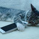 Cat and phone  screen for extension Chrome web store in OffiDocs Chromium