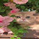 Cat and rose wallpaper  screen for extension Chrome web store in OffiDocs Chromium