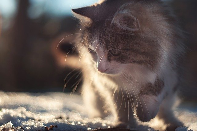 Free download cat animal brushy winter snow free picture to be edited with GIMP free online image editor