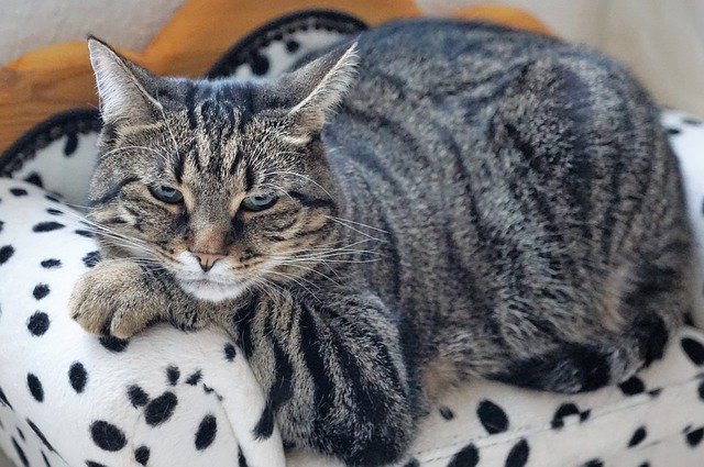 Kostenloser Download Katze Tier Säugetier niedliches kostenloses Bild, das mit dem kostenlosen Online-Bildeditor GIMP bearbeitet werden kann