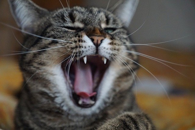 Unduh gratis gambar potret hewan mamalia kucing gratis untuk diedit dengan editor gambar online gratis GIMP
