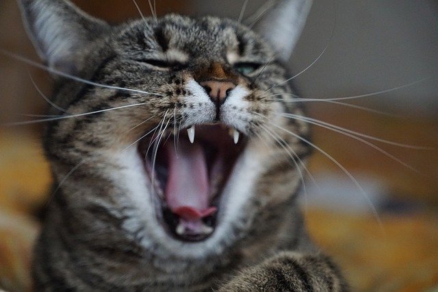 Free download cat animal mammal portrait free picture to be edited with GIMP free online image editor