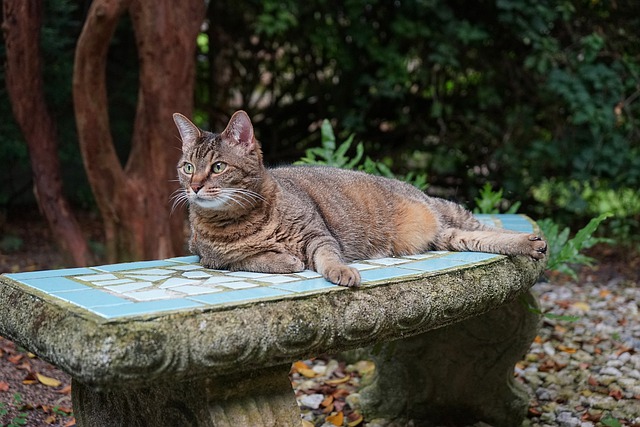 Kostenloser Download Katze Tier Haustier Hauskätzchen Kostenloses Bild, das mit dem kostenlosen Online-Bildeditor GIMP bearbeitet werden kann