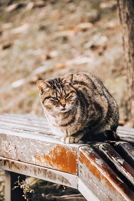免费下载猫动物宠物虎斑猫免费图片以使用 GIMP 免费在线图像编辑器进行编辑