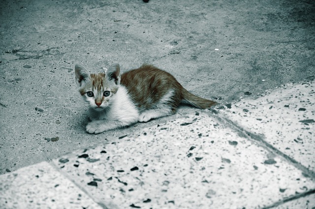 قم بتنزيل صورة مجانية لتزيين عواطف نوم القطط والحيوانات مجانًا ليتم تحريرها باستخدام محرر الصور المجاني عبر الإنترنت من GIMP