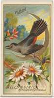 Descărcare gratuită Catbird, din seria Birds of America (N4) pentru Allen & Ginter Tigarettes Brands fotografie sau imagini gratuite pentru a fi editate cu editorul de imagini online GIMP