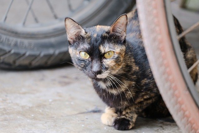 Free download cat black cat pet mammal animal free picture to be edited with GIMP free online image editor