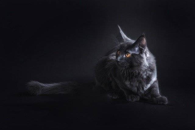 Unduh gratis gambar kucing hitam lima hewan peliharaan maine coon cat gratis untuk diedit dengan editor gambar online gratis GIMP