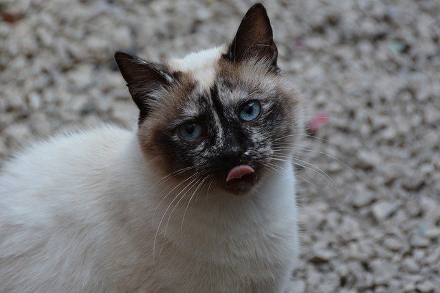 免费下载猫蓝眼睛的舌头宠物美容免费图片以使用 GIMP 免费在线图像编辑器进行编辑