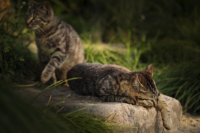 Kostenloser Download Katze gebrochenes Herz wild entspannen Kostenloses Bild, das mit dem kostenlosen Online-Bildeditor GIMP bearbeitet werden kann
