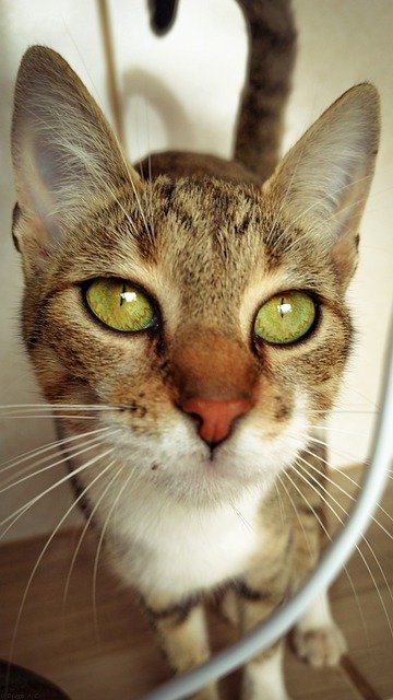 Scarica gratis gatto marrone gatto gatto a strisce foto gratis da modificare con GIMP editor di immagini online gratuito