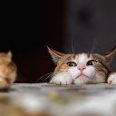 Cat catches mouse  screen for extension Chrome web store in OffiDocs Chromium