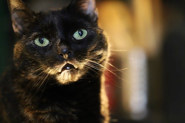 Muat turun percuma gambar kucing mata kucing muka kucing untuk diedit dengan editor imej dalam talian percuma GIMP