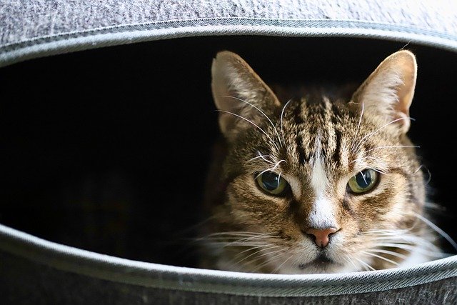 無料ダウンロード猫猫目猫顔ひげ無料画像をGIMPで編集無料オンライン画像エディタ