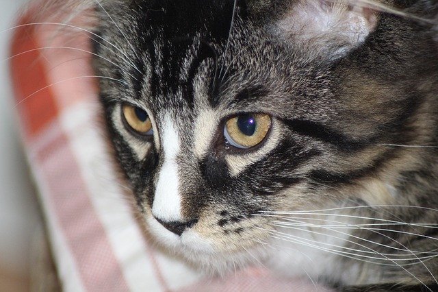 قم بتنزيل صورة مجانية للقطط cat face head maine ليتم تحريرها باستخدام محرر الصور المجاني عبر الإنترنت من GIMP