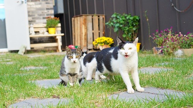 Téléchargement gratuit Cat Cats Baby - photo ou image gratuite à modifier avec l'éditeur d'images en ligne GIMP