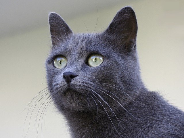 Muat turun percuma cat chartreux gambar percuma kucing hitam kucing untuk diedit dengan editor imej dalam talian percuma GIMP