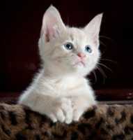 Free download Cat Collection free photo or picture to be edited with GIMP online image editor