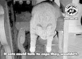 Free download Cat Comrades Glitch art free photo or picture to be edited with GIMP online image editor