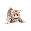 Cat Cursor  screen for extension Chrome web store in OffiDocs Chromium
