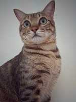 Free download Cat Do-Do free photo or picture to be edited with GIMP online image editor