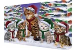 Free download Cat Doggie Of The Day: Pet Gifts and Accessories for Cat and Dog Lovers free photo or picture to be edited with GIMP online image editor