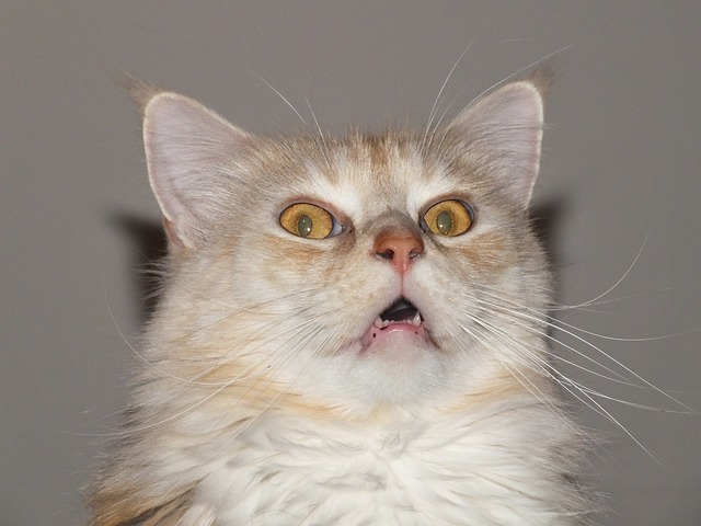 Free download cat domestic animal free picture to be edited with GIMP free online image editor