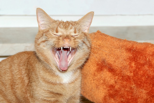 Free download cat domestic cat red mackerel free picture to be edited with GIMP free online image editor