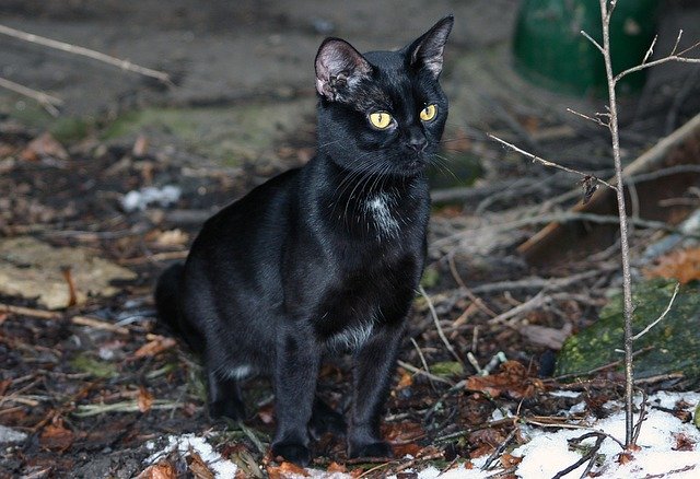 Unduh gratis gambar kucing peliharaan domestik hitam liar untuk diedit dengan editor gambar online gratis GIMP