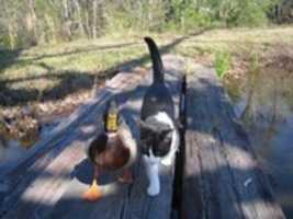 قم بتنزيل صورة أو صورة مجانية من cat & duck ليتم تحريرها باستخدام محرر الصور عبر الإنترنت GIMP