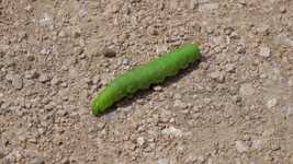 Kostenloser Download Caterpillar Green Insect - kostenloses Foto oder Bild zur Bearbeitung mit GIMP Online-Bildbearbeitung