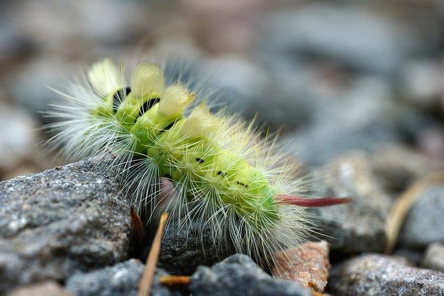 Free download caterpillar insect macro free picture to be edited with GIMP free online image editor